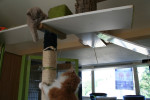 Pitou en Ollie spelen